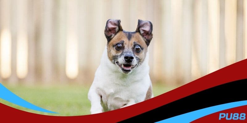Khám phá ý nghĩa giấc mơ về cún